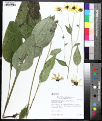 Rudbeckia palustris image