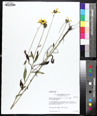 Rudbeckia palustris image