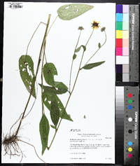 Rudbeckia palustris image