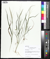 Panicum flexile image