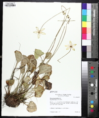 Parnassia grandifolia image