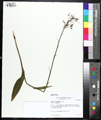 Platanthera ciliaris image