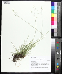 Poa sylvestris image