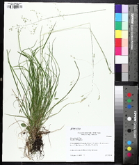 Poa autumnalis image