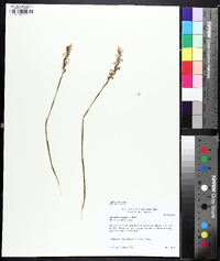 Spiranthes cernua image