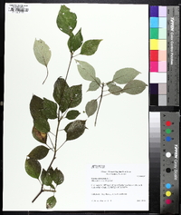 Swida alternifolia image