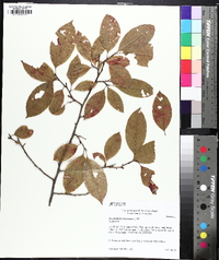 Oxydendrum arboreum image