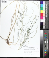 Muhlenbergia sylvatica image