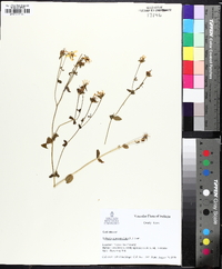 Sabatia angularis image