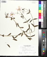 Sabatia dodecandra image