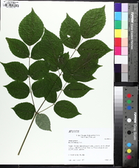 Aralia spinosa image