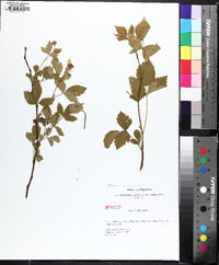 Rubus flagellaris image