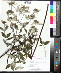 Pycnanthemum loomisii image