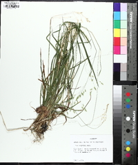 Poa cuspidata image