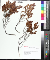 Gaylussacia dumosa image