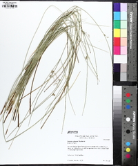 Juncus coriaceus image