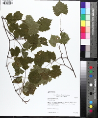 Muscadinia rotundifolia image