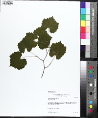 Muscadinia rotundifolia image