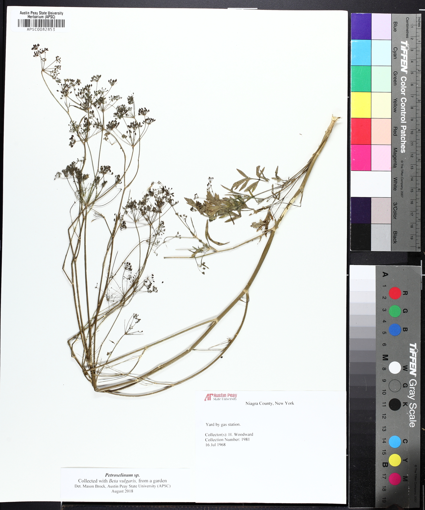Petroselinum crispum image