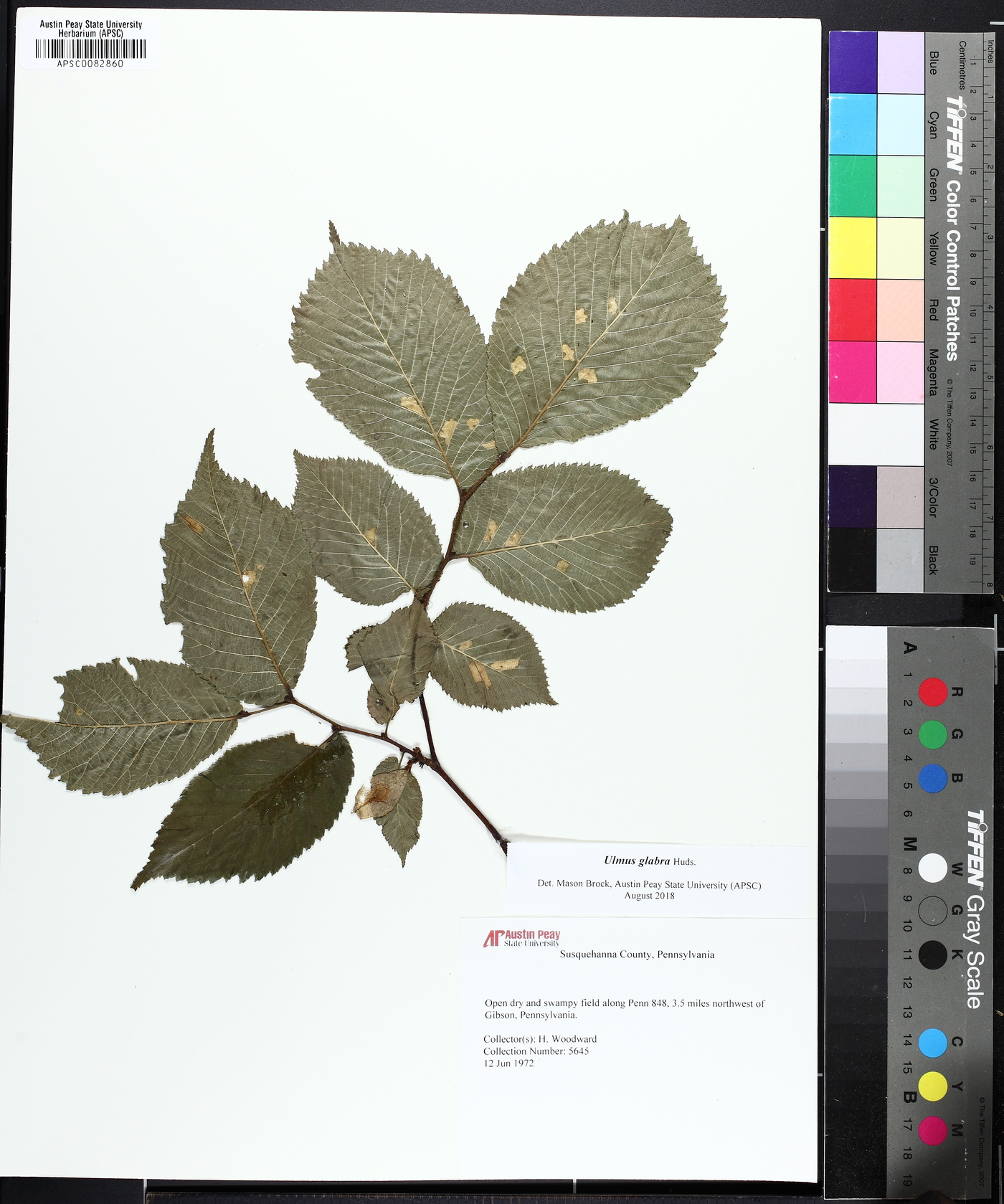 Ulmus glabra image