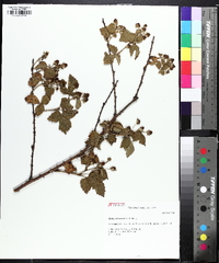 Rubus flagellaris image