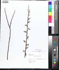 Salix myricoides image