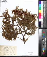 Thuja occidentalis image