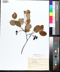 Amelanchier spicata image