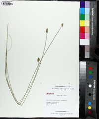 Carex leavenworthii image