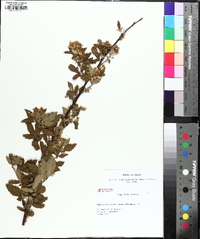 Rubus argutus image