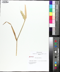 Triticum aestivum image