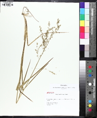 Glyceria canadensis image