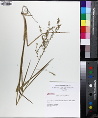 Glyceria canadensis image