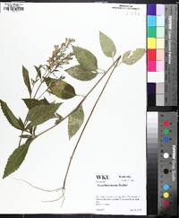 Scutellaria incana image