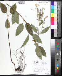 Scutellaria incana image