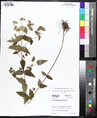 Pycnanthemum muticum image