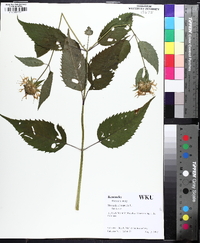 Monarda clinopodia image