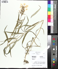 Phlox maculata image