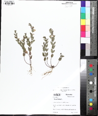 Scutellaria parvula image