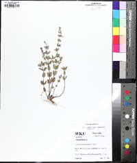 Scutellaria parvula image