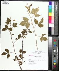 Rubus flagellaris image