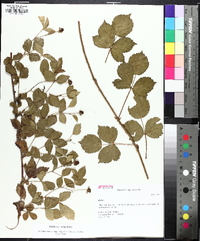 Rubus flagellaris image