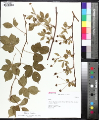 Rubus flagellaris image