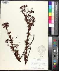 Hypericum cistifolium image