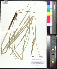 Carex decomposita image