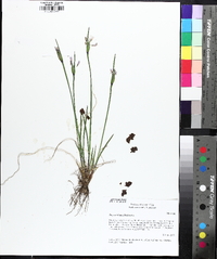 Sisyrinchium albidum image