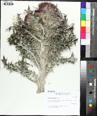 Cirsium horridulum image