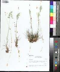 Poa bulbosa image