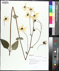 Helianthus atrorubens image