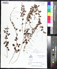 Lespedeza repens image